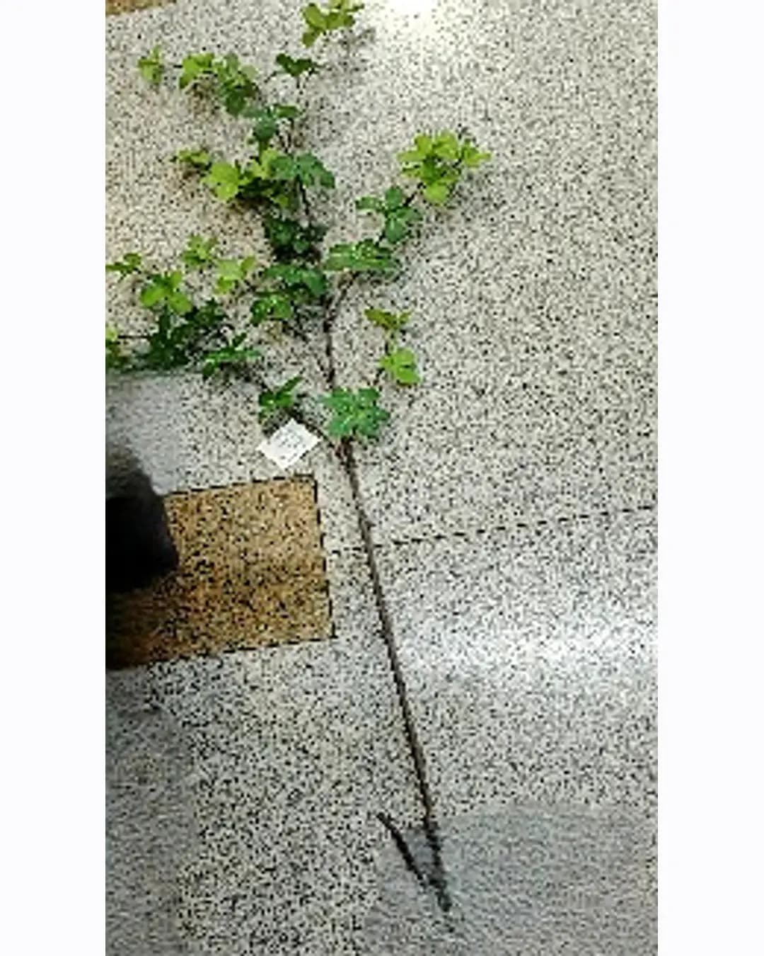 Artificial Leaf Stem (MM-1870)