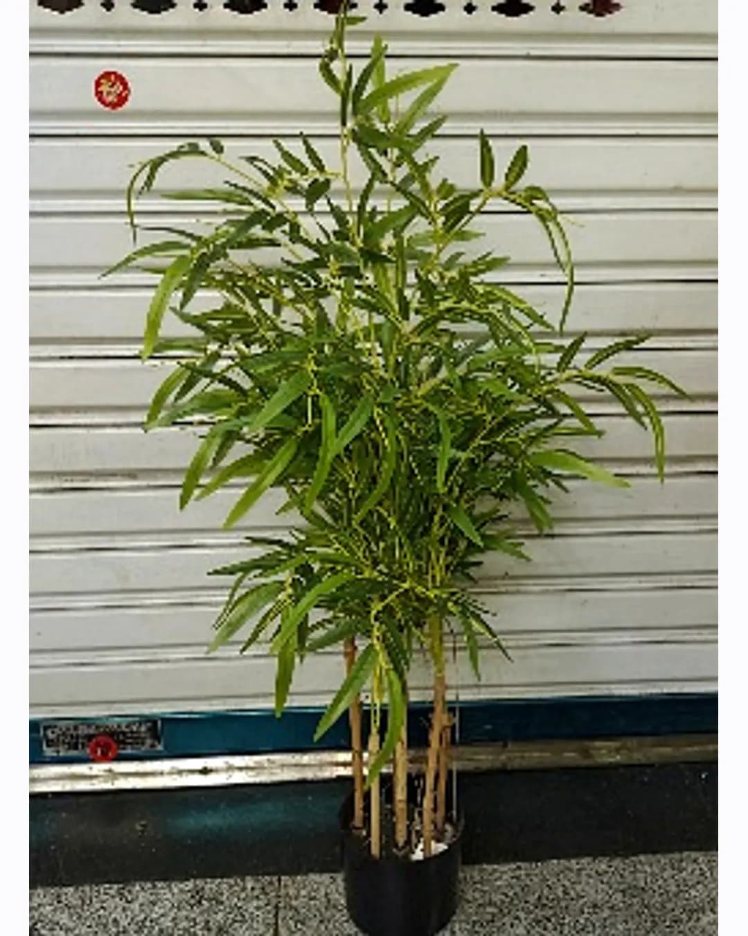 Artificial Bamboo Plant (MM-1907)