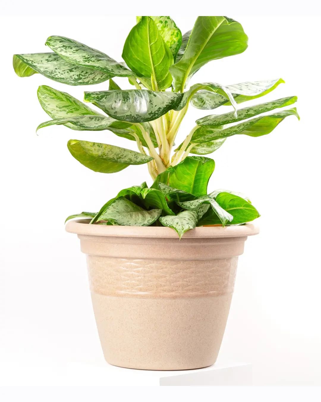 EHA Verdant Planter Pots – 10 In